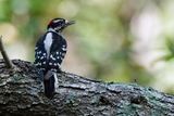 Downy woodpecker