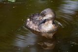 Pied billed grebe