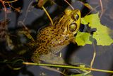 Pig frog