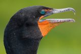 Cormorant closeup
