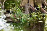 Northern shoveler - male