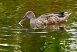 Northern shoveler - female