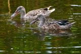 Northern shoveler male and female
