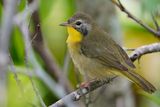 Juvenile male common yellowthroat