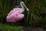 Young roseate spoonbill