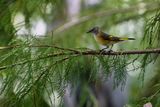 Female American redstart