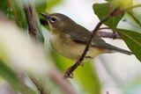 Black-throated blue warbler - female