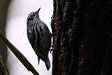Black-and-white warbler