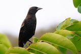 Juvenile red-winged blackbird