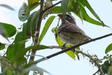 Rose-breasted grosbeak - female