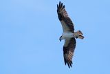 Osprey in flight