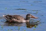 Northern shoveler female