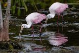Roseate spoonbills