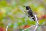 Ruby-throated hummingbird - male
