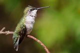Ruby-throated hummingbird - female
