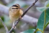 Worm-eating warbler