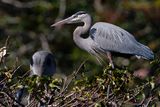Great blue herons building a nest
