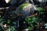 Cooter turtle in flying pose