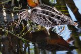 Wilsons snipe in the shade