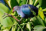 Grey-headed swamphen eating a leaf