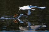 Snowy egret fly-fishing technique