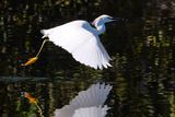 Snowy egret got a fish from fly-fishing