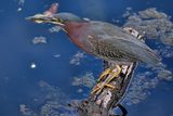 Green heron