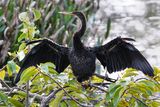 Anhinga drying off