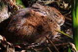 Marsh rabbit