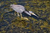 Tricolored heron