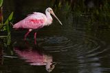 Roseate spoonbill