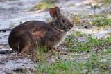 Marsh rabbit
