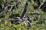 Osprey flying low