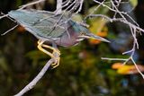 Green heron