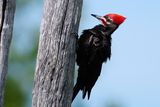Male pileated woodpecker