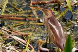 Least bittern