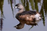 Pied-billed grebe