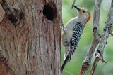 Red-bellied woodpecker ready to lay eggs