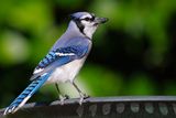 Blue jay