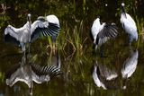 Wood storks bathing and drying