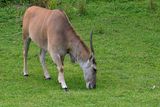 Eland