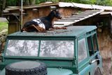 Goat on a Land Rover