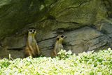 Meercats in the shade, still alert