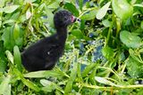 Purple gallinule chick