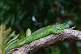 Lounging green iguana