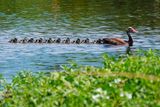 Black-bellied whistling duck and ducklings