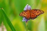 Gulf fritillary butterfly