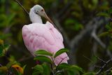 Roseate spoonbill