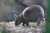 Wallaby
