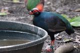 Crested partridge